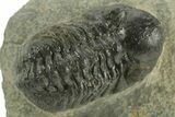 Detailed Reedops Trilobite - Atchana, Morocco #376976-3